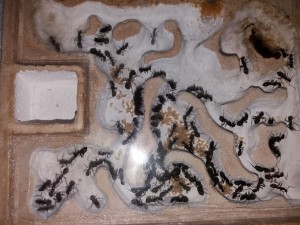 Camponotus cruentatus lors de leur déménagement, [Blog] Camponotus cruentatus d'Harpeg