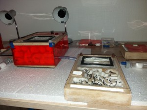 Déménagement en douceur des Camponotus cruentatus, [Blog] Camponotus cruentatus d'Harpeg