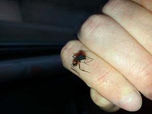 Major Camponotus cruentatus avant sa mort, [Blog] Camponotus cruentatus d'Harpeg