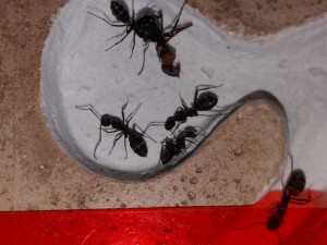 Major Camponotus cruentatus attaqué, [Blog] Camponotus cruentatus d'Harpeg