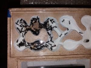 Face du dessus nid des Camponotus cruentatus, [Blog] Camponotus cruentatus d'Harpeg