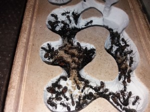 Zoom face du dessus, [Blog] Camponotus cruentatus d'Harpeg