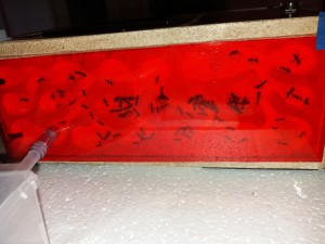 Face droite nid des Camponotus cruentatus, [Blog] Camponotus cruentatus d'Harpeg