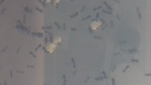 Nymphe de princesse, [Blog] Messor barbarus d'Ant51
