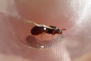 Reine ailées, [Tetramorium sp.] Identification, quand la fourmi s'invite chez vous.