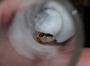 Reine ailées, [Tetramorium sp.] Identification, quand la fourmi s'invite chez vous.
