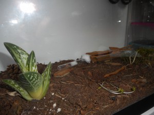 Terrarium vue 2, Les terrariums d'Eloa