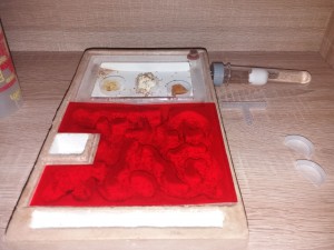 Nouveau nid des Lasius flavus, [Blog] Lasius flavus d'Harpeg