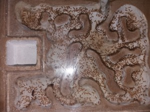 Lasius flavus, [Blog] Lasius flavus d'Harpeg