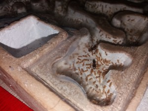 Gynes Lasius flavus, [Blog] Lasius flavus d'Harpeg