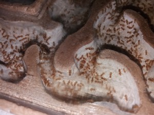 Couvain des Lasius flavus, [Blog] Lasius flavus d'Harpeg