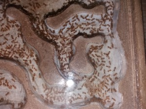 Cocons des Lasius flavus, [Blog] Lasius flavus d'Harpeg