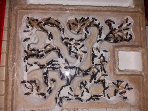 Camponotus barbaricus, **Fin**[Blog] Camponotus barbaricus d'Harpeg