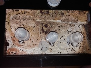 ADC des Messor barbarus nid 1, [Blog] Messor barbarus d'Harpeg