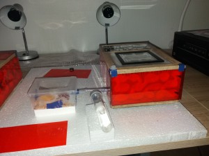 Nouveau nid des Camponotus vagus, **Fin** [Blog] Camponotus vagus d'Harpeg