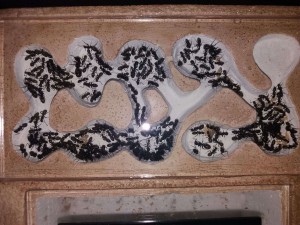 Face horizontale nid des Camponotus vagus, **Fin** [Blog] Camponotus vagus d'Harpeg