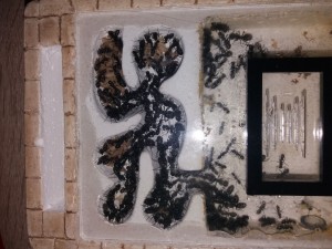 Module de fondation colonie 2 de Camponotus vagus, **Fin** [Blog] Camponotus vagus d'Harpeg