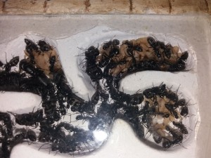 Colonie 2 de Camponotus vagus, **Fin** [Blog] Camponotus vagus d'Harpeg