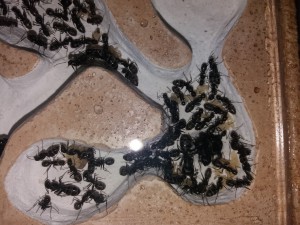 Couvain Camponotus vagus, **Fin** [Blog] Camponotus vagus d'Harpeg