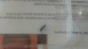 inconnue de rivesaltes, [Cataglyphis grp cursor] Demande d'identification de fourmis