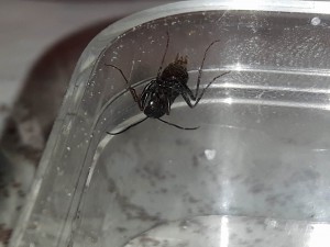 Inconnue de Rivesaltes, [Cataglyphis grp cursor] Demande d'identification de fourmis