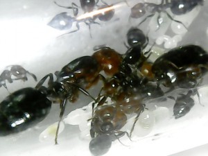Ovny est sur la gauche et Ovnie sur la droite, [Blog] Crematogaster scutellaris Ovny & Ovnie