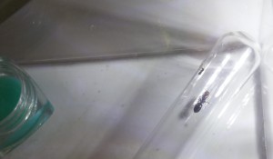 Ovnie aux côtés de son ouvrière adoptive et de quelques œufs et larves adoptives (après quelques heures), [Blog] Crematogaster scutellaris Ovny & Ovnie