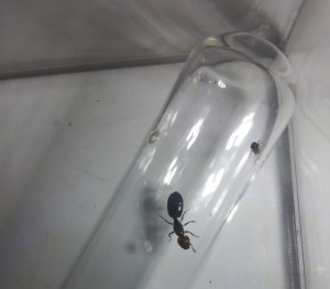 Insertion d'une ouvrière, quelques œufs et larves auprès de la nouvelle reine Ovnie., [Blog] Crematogaster scutellaris Ovny & Ovnie