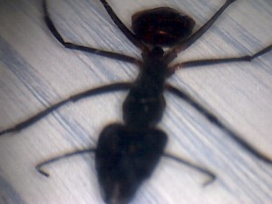 Énorme fourmi, [Dinomyrmex gigas] Enorme fourmi + Petit Insecte volant indésirable