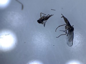 Insecte volant, [Dinomyrmex gigas] Enorme fourmi + Petit Insecte volant indésirable