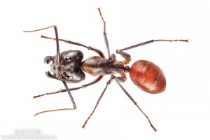 Camponotus gigas / Dinomyrmex gigas., [Dinomyrmex gigas] Enorme fourmi + Petit Insecte volant indésirable