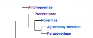 Arbre phylogénétique Amblyoponae <br />(source AntWiki), [Blog] Amblyopone australis (Erichson, 1842)
