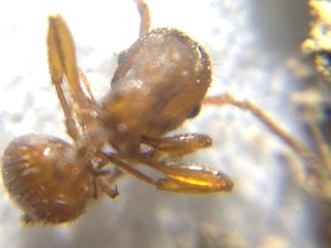 Fourmi 2, [Myrmica sp.] Ouvrière à identifier si possible