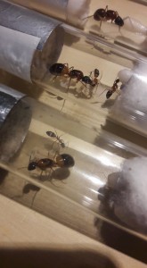 C.consobrinus, [Blog] Camponotus consobrinus et nigriceps