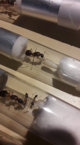 C.consobrinus, [Blog] Camponotus consobrinus et nigriceps