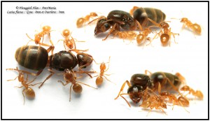 Lasius flavus, 