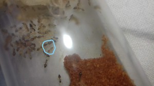 Observation dimorphisme, [Blog] Crematogaster biroi