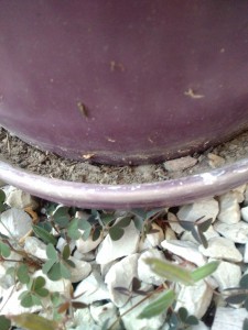 L'entrée principale du nid, Une fourmilière dans mon cactus ! Déménagement, éthique et jardinage