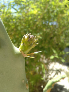 Deux lasius en plein travail, Une fourmilière dans mon cactus ! Déménagement, éthique et jardinage