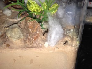 1ere morte, Question première ouvrière morte Messor barbarus