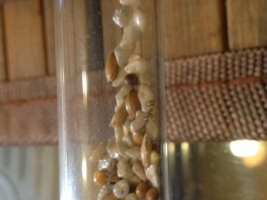 La p'tite nouvelle, Question première ouvrière morte Messor barbarus