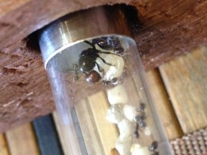 Couvain 2, Question première ouvrière morte Messor barbarus