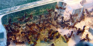 Couvain, [Blog] Les Myrmica rubra de Damian