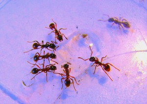 eau sucrée, [Blog] Les Myrmica rubra de Damian
