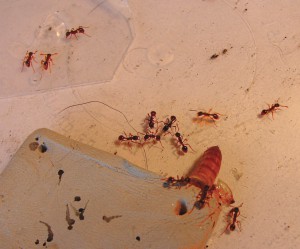 Aire de chasse, [Blog] Les Myrmica rubra de Damian