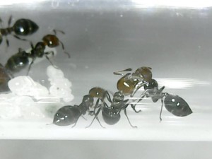 Une trophallaxie de toute beauté., [Blog] Crematogaster scutellaris Ovny & Ovnie