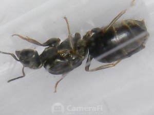 Photo d'une gyne, [Lasius sp.] Demande d'identification