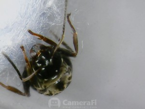 Tête de la gyne, [Lasius sp.] Demande d'identification
