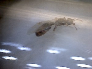 Gyne, [Tetramorium sp.] Toute petite gyne