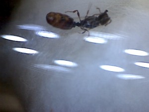 Gyne, [Tetramorium sp.] Toute petite gyne